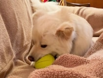 噛むたび「パフッ！」高速カミカミで演奏会を始める犬さん