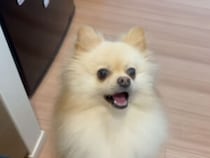 飼い主の質問に「うん！」と即答する犬さん、会話が成立しすぎて可愛い