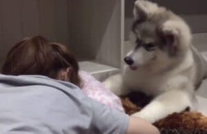 何かあったの？ 飼い主を心配した愛犬の優しさにキュン♡