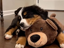 クマのぬいぐるみと眠りたい子犬、抱きしめづらくても前足で頑張って離さない！