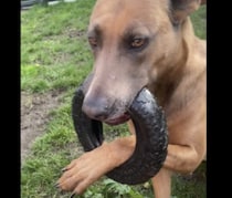 犬さんピンチ？ おもちゃのタイヤが取れなくなっちゃった…