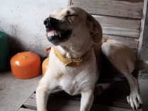 その席譲って？と愛犬に声をかけたら… ニカッと笑って誤魔化された！