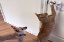 犬「猫さんカッコいい〜！」簡単に脱走する姿に憧れちゃう？