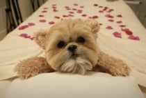 週末はエステでリラックス！可愛いセレブ犬さん