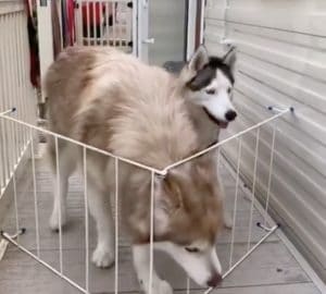 小型犬と同じだと思ってる？ 自分の大きさを自覚してない大型犬さん。