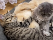 「大好きな犬さんがいないと… 眠れないにゃいの！」犬と子猫の仲良しすぎるお昼寝姿