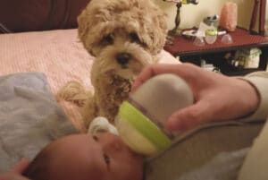 愛犬も赤ちゃんに嫉妬する? 家族が増えて戸惑うワンコ。