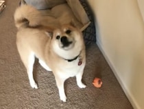 愛犬に「おもちゃ気に入った？」と聞いてみたら、予想を超えたお返事！