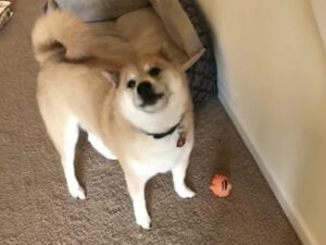 愛犬に「おもちゃ気に入った？」と聞いてみたら、予想を超えたお返事！