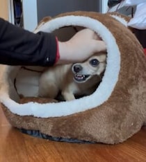 小さい犬さん、しっかり自分の縄張り(ベッド)は主張！