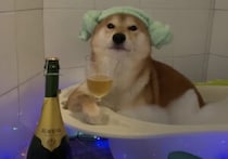 週末の夜を楽しむワン♡ お風呂でリラックスする柴犬