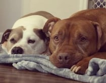 「床は冷たいでしょ？」体調が悪い友達のためにベッドを持ってきてくれる犬。