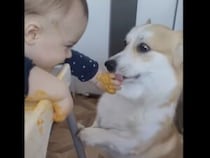 赤ちゃんの手が食べ物でベトベト！ 優しい犬さんの出番です。