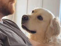 お昼のお散歩はまだ？ 仕事中の飼い主を見つめる犬さんの圧