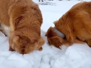 大雪で大はしゃぎ！きっと帰ったら爆睡するかと思ったら→体力無限の犬さんたち