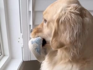 帰宅時間になると外を見に行って… 「もうすぐかなぁ？」パパ待ちゴールデンの可愛い行動