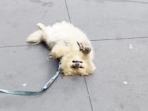 道路になにか落ちている！と思ったら、どこでも寝ちゃう犬さんでした。