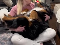 もう大きいけど甘えん坊！ 毎晩「だっこ」を待つ元・保護犬さん