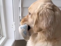 帰宅時間になると外を見に行って… 「もうすぐかなぁ？」パパ待ちゴールデンの可愛い行動