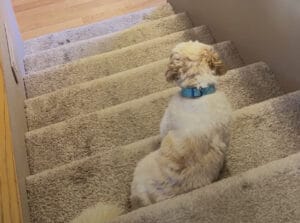 久しぶりの再会！ 愛犬より良いリアクションを見せる飼い主さん