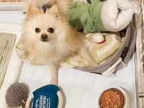 「よし！」と言ったら食べていいよ→飼い主の“ひっかけ作戦”にも動じない犬、理解力がすごかった！