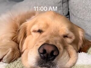 疲れた顔の理由はこれ？ 愛犬の1日を観察してみた結果