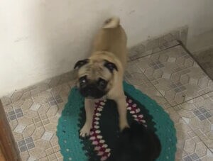 なんて礼儀正しい犬さん！ お散歩から帰ったらまずコレ！