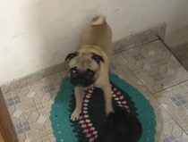 なんて礼儀正しい犬さん！ お散歩から帰ったらまずコレ！