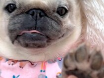 犬飼いだけが知っている？ 肉球から漂う“あの香り”