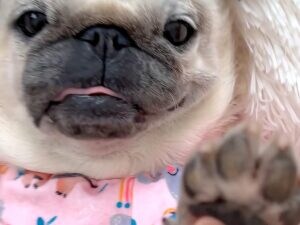 犬飼いだけが知っている？ 肉球から漂う“あの香り”