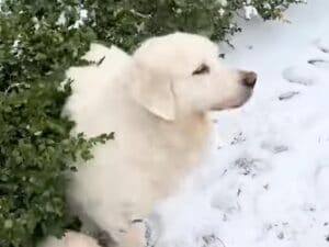 「犬は喜び庭駆け回り」を完全再現！ 雪に大興奮の2匹