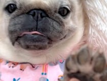 犬飼いだけが知っている？ 肉球から漂う“あの香り”