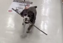 「なんでも好きなもの買っていいよ」と言われた犬さんが選んだのは？