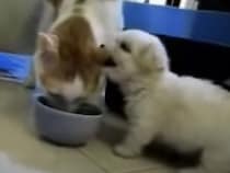 子犬「もぐもぐ… 美味しい♡」それはゴハンじゃなくて猫耳だよ！！