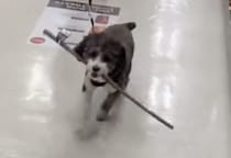 「なんでも好きなもの買っていいよ」と言われた犬さんが選んだのは？