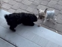 最後には感動の結末が？ 自力で階段を登りたくて頑張る犬さん