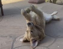 これは賢いね♡ ひとりでキャッチボールする方法を考えた犬さん。