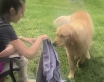 めんどくさがりの介助犬に「タオルを取って来て」と頼んだら…