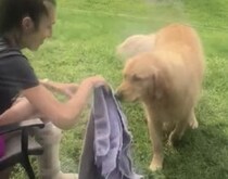 めんどくさがりの介助犬に「タオルを取って来て」と頼んだら…