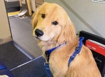 生まれて初めての飛行機に乗った犬さん、一番興味を持ったモノは…