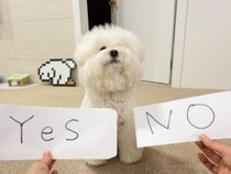 YES・NOで意思表示する犬→飼い主さんに気持ちを伝えようとするけれど…
