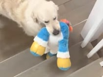 「ママ、お願いー！」お気に入りを落としたくなくて助けを呼ぶ犬さん