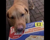 荷物は運びをお手伝いするワンコ、はりきり過ぎて他の子の分まで…