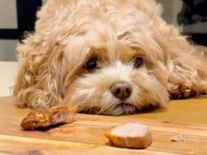 お肉の匂いが気になって仕方ない犬さん、でもちゃんと見てるだけでした