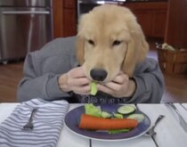 もしも大型犬がレストランにやってきたら、きっとこんな感じ！