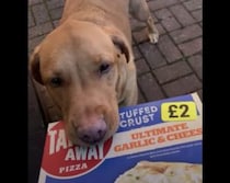 荷物運びをお手伝いするワンコ、はりきり過ぎて他の子の分まで…