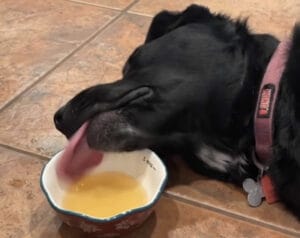もうちょっとやる気出そうぜ！寝ながらスープを飲む犬。