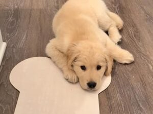 「お腹すいたよぅ」と訴える子犬さん→実は食べ終わった後とは思えないほどの演技でおねだり！