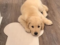 「お腹すいたよぅ」と訴える子犬さん→実は食べ終わった後とは思えないほどの演技でおねだり！