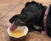 もうちょっとやる気出そうぜ！寝ながらスープを飲む犬。